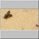 Cerceris rybyensis - Knotenwespe 05 mit Furchenbiene als Beute und lauernder Fliege als Parasit.jpg